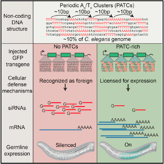 An Abundant Class of Non-coding DNA Can Prevent Stochastic Gene Silencing in the C. elegans Germline.